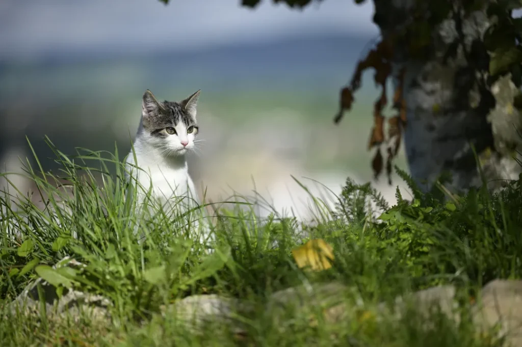 Chat tigré et blanc dans l'herbe haute