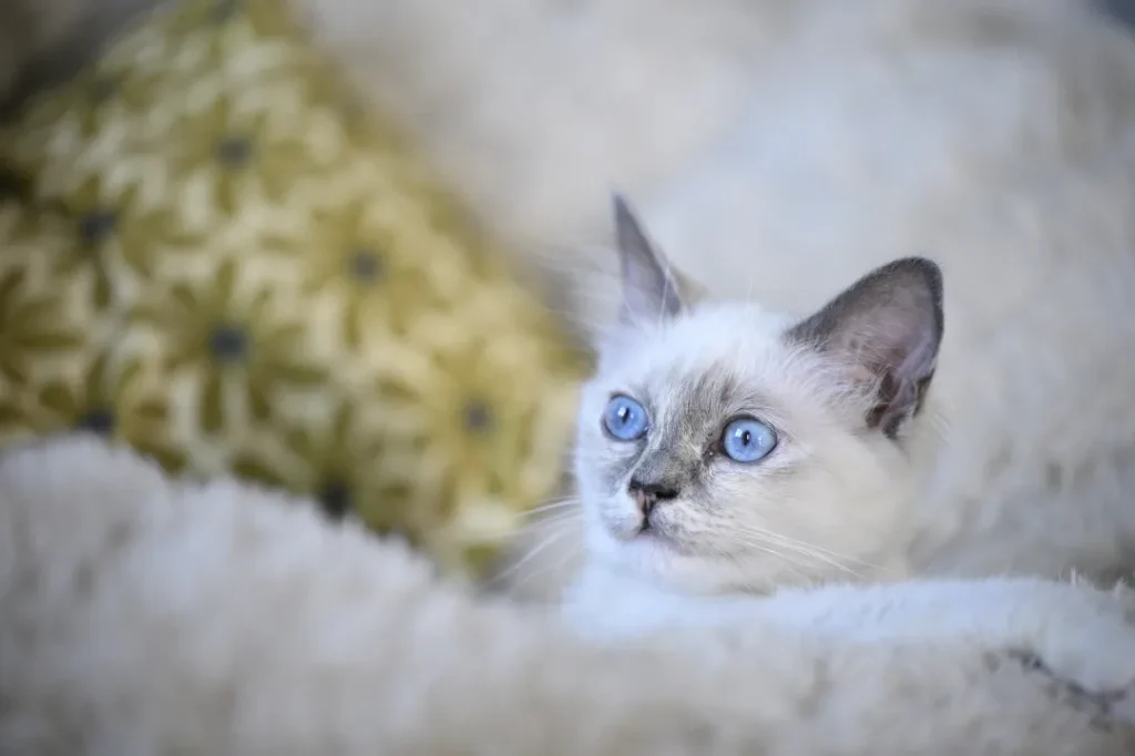 Chaton aux yeux bleus installé dans la chatterie