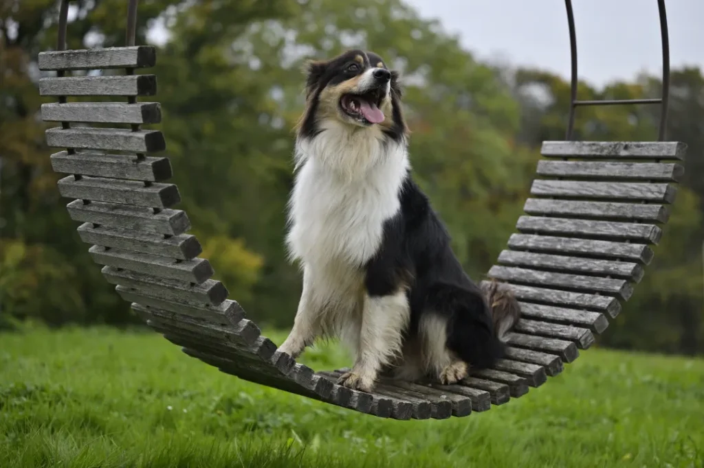 Chien de berger assis sur une balancelle dans le parc de la pension