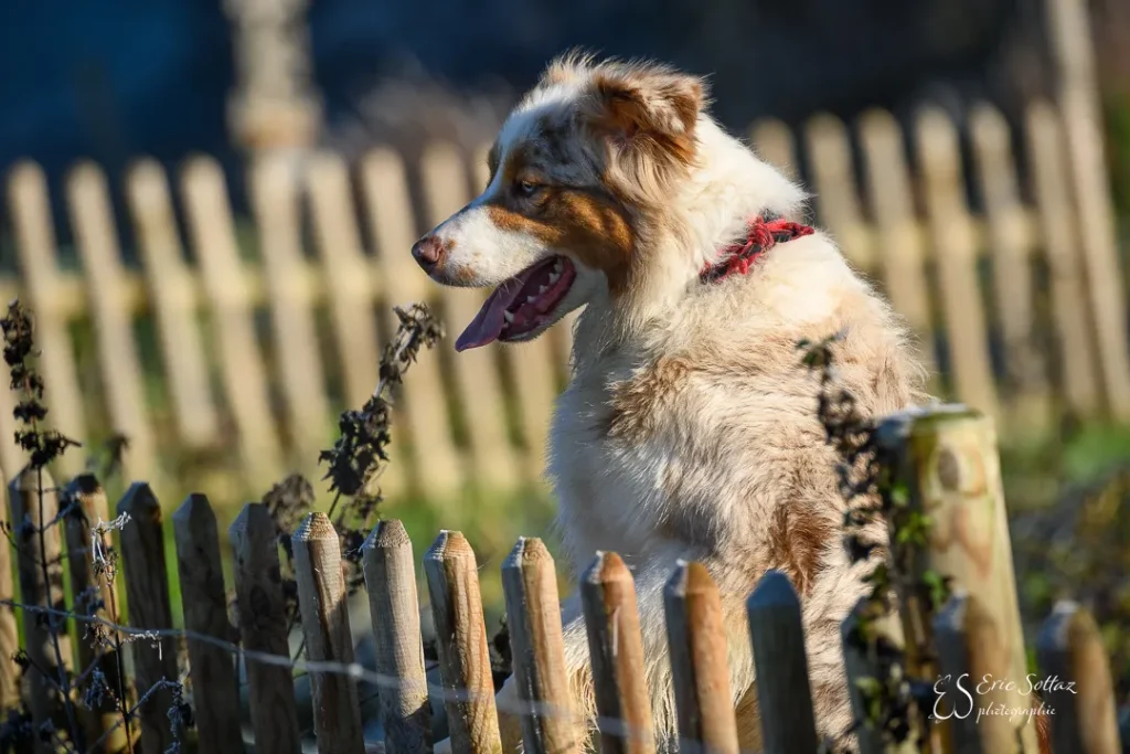 Chien derrière une barrière de jardin lors d'une visite à domicile