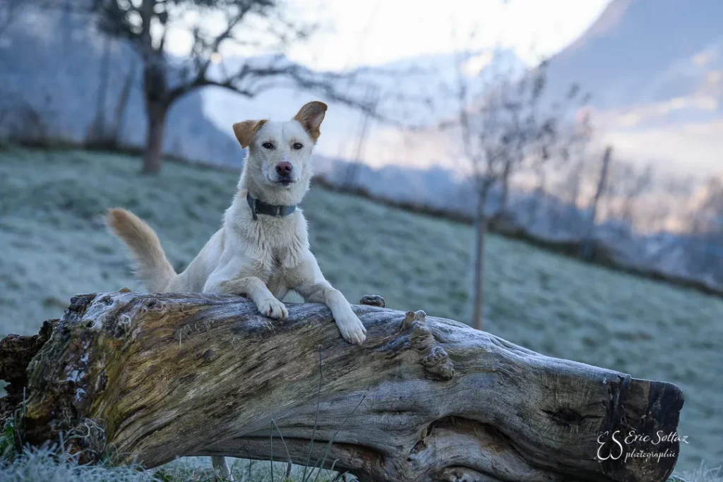 Chien posé sur un tronc dans la campagne gruérienne