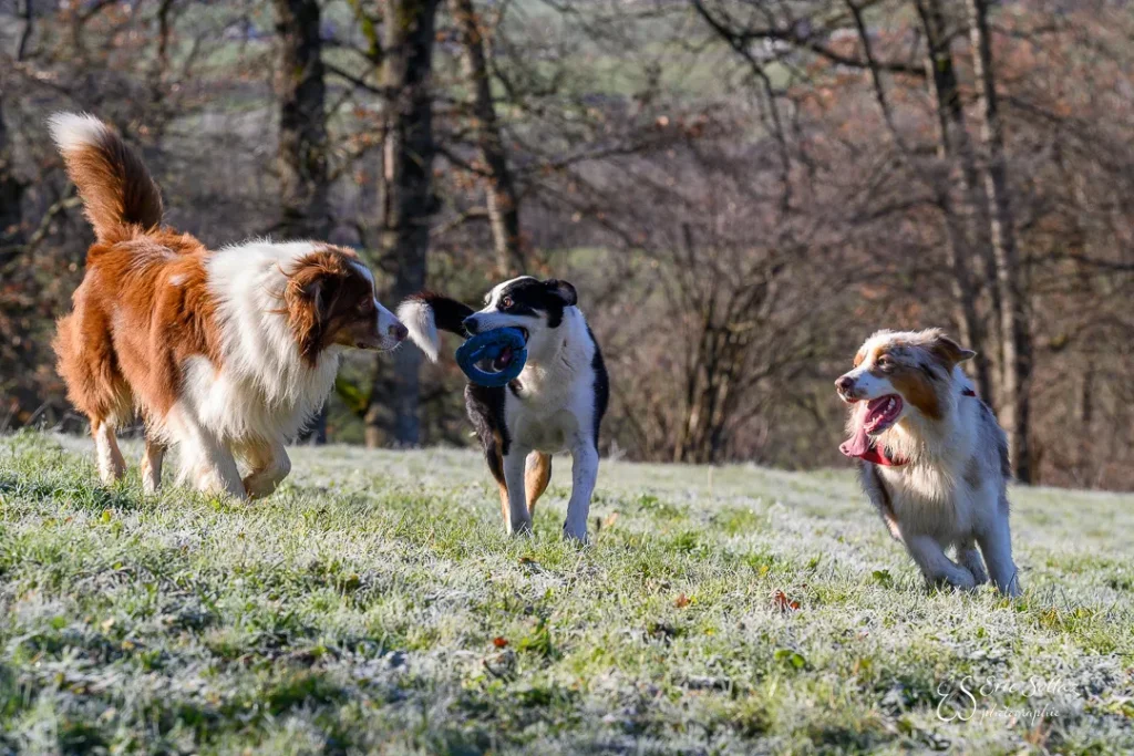 Trois chiens jouent ensemble dans le grand parc arboré de la pension Au Cœur du Loup, à Broc